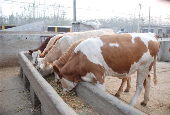 山东纯种西门塔尔牛养殖基地肉牛养殖场.