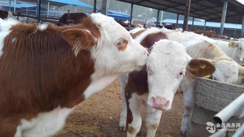 肉牛养殖场产品区域大家还在看嘉祥县航宇牛羊驴养殖场企业认证:经营