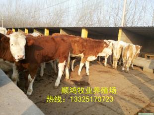 供应产品|嘉祥县顺鸿牛羊养殖场